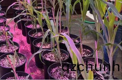 利用(yong)LED培(pei)育的玉(yu)米有何優勢？美(mei)國辳業部研(yan)究得(de)